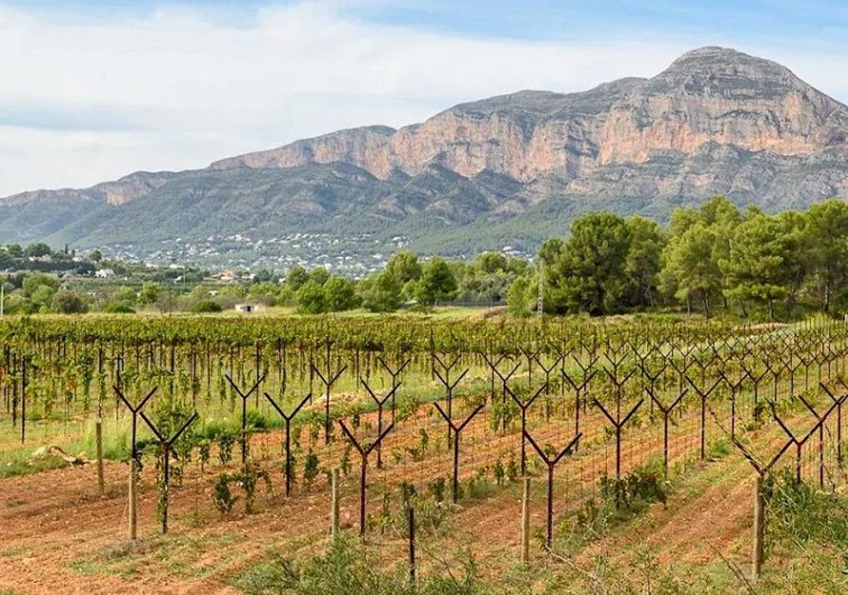 Vive un atardecer inolvidable entre viñas, vino y melodías del mundo