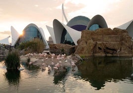 Flamencos en l'Oceanogràfic de Valencia.