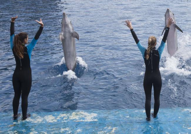 Entrenamiento en la piscina de delfines de l'Oceanogràfic de Valencia.