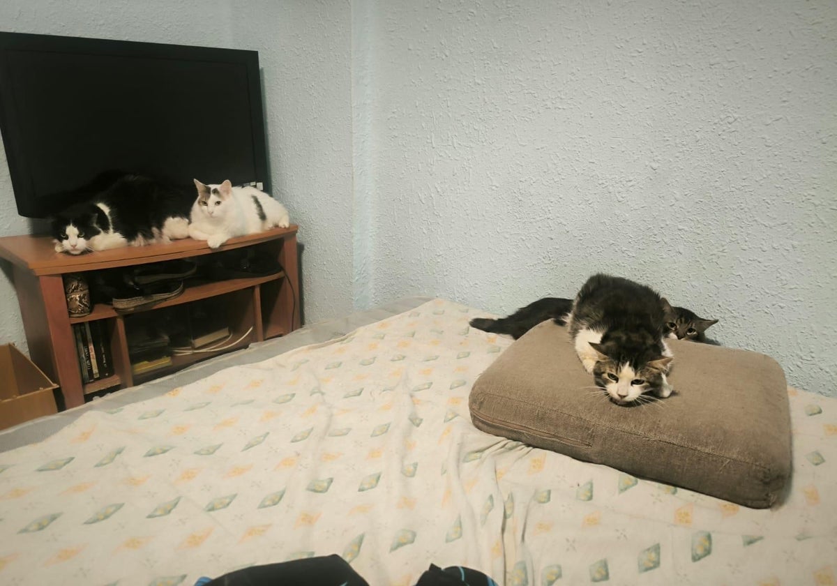 Gatos encontrados en la vivienda de la calle Senyera de Valencia.
