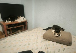 Gatos encontrados en la vivienda de la calle Senyera de Valencia.