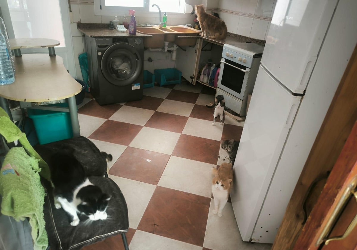 Imagen principal - Gatos en la cocina y en una habitación de la vivienda.