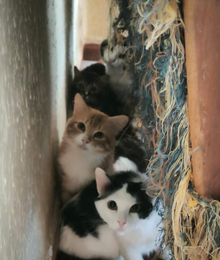 Imagen secundaria 2 - Gatos en la cocina y en una habitación de la vivienda.