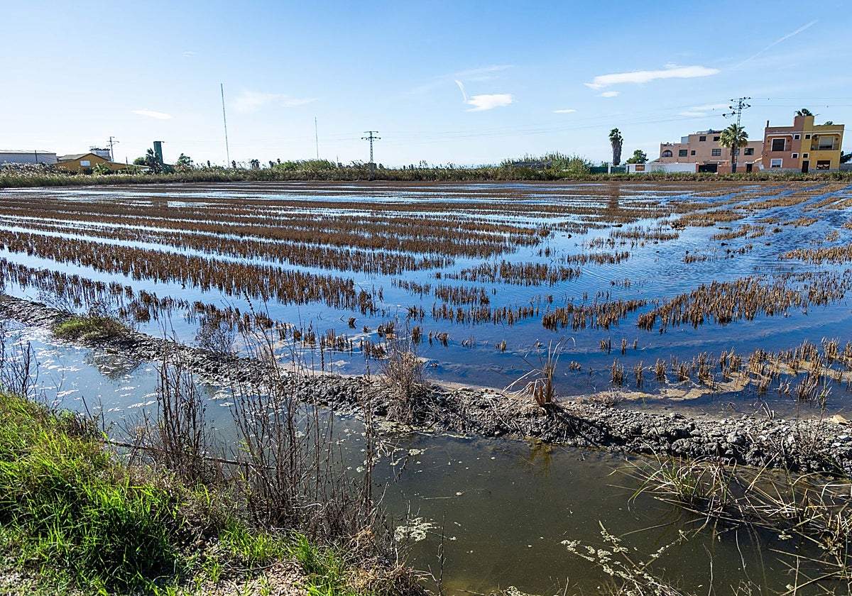 Campos entre El Palmar y el Perellonet.