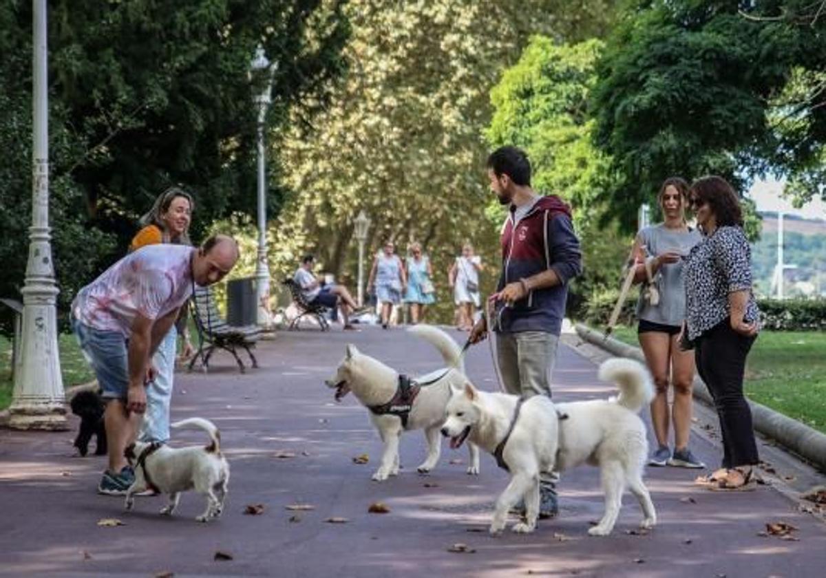 Un paseador de perros, en un parque.