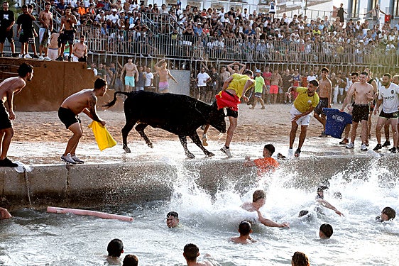 Bous a la mar en una jornada anterior a la cogida.