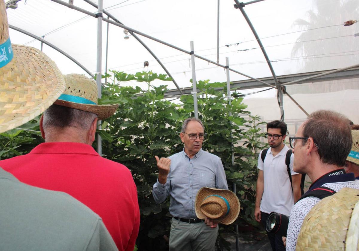 Paiporta.Carlos Baixauli explica la alta productividad de un invernadero con higueras. A la derecha, melones en un cultivo vertical bajo plástico.