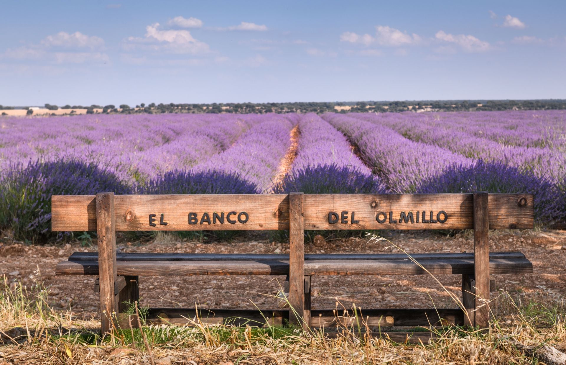 FOTOS | Los románticos campos de lavanda en Brihuega (Guadalajara)