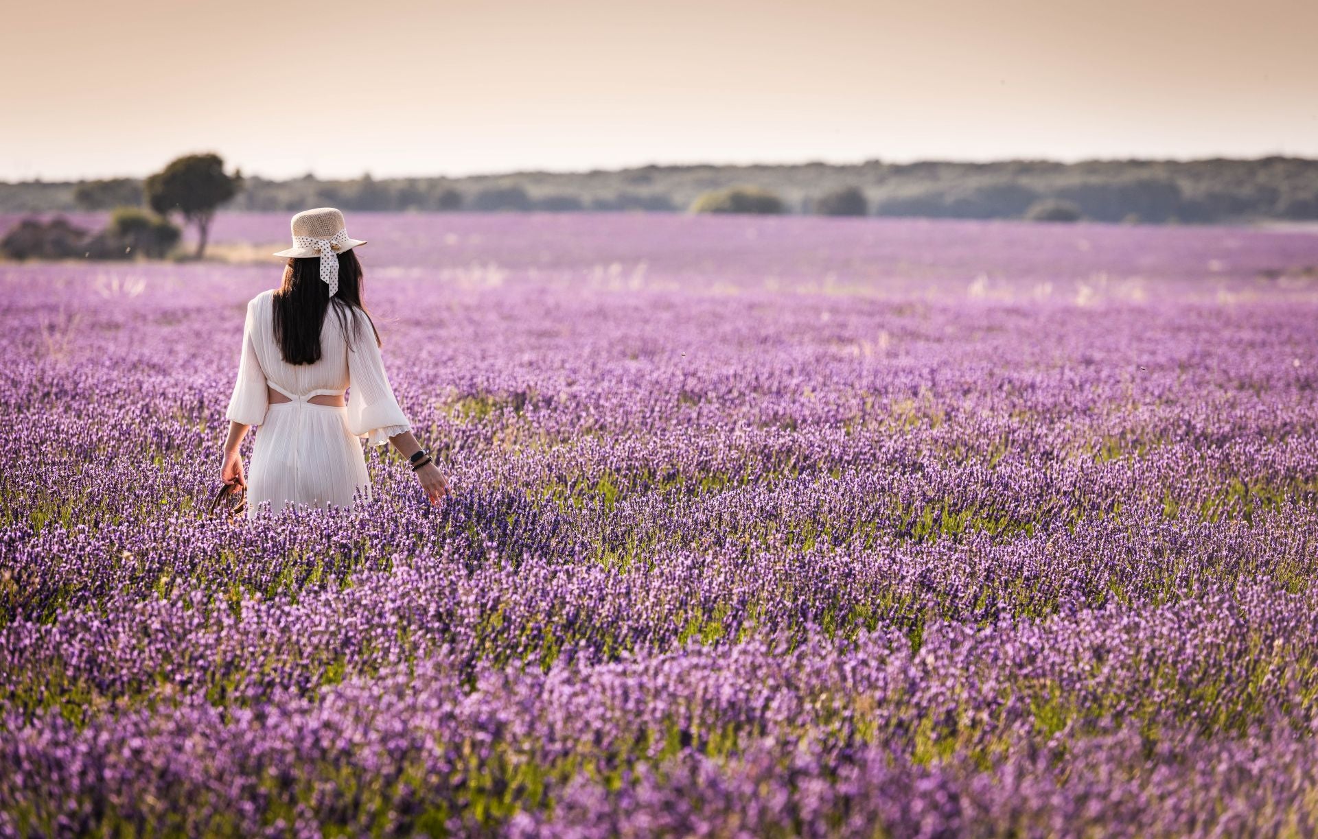 FOTOS | Los románticos campos de lavanda en Brihuega (Guadalajara)