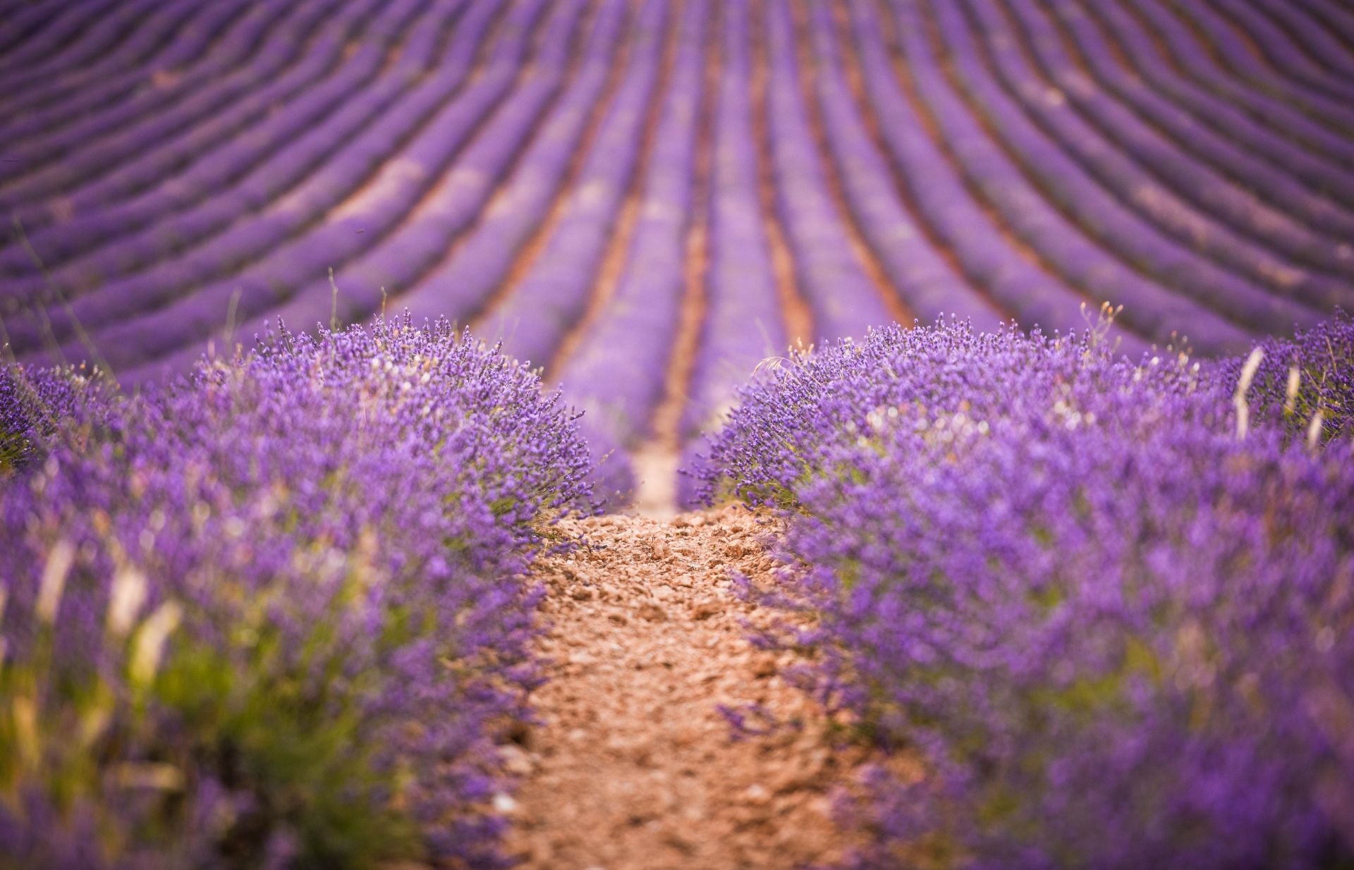 FOTOS | Los románticos campos de lavanda en Brihuega (Guadalajara)