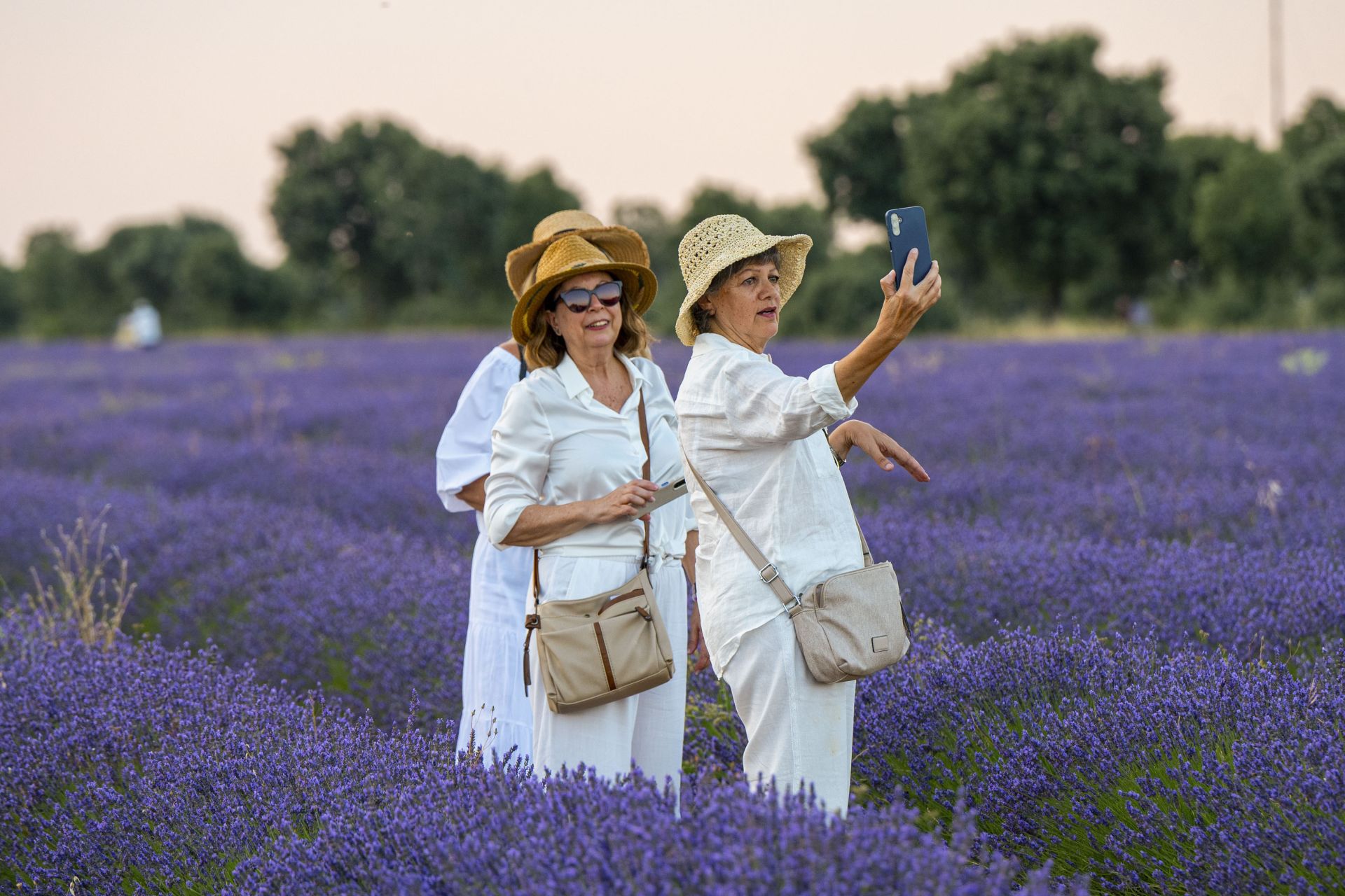 FOTOS | Los románticos campos de lavanda en Brihuega (Guadalajara)