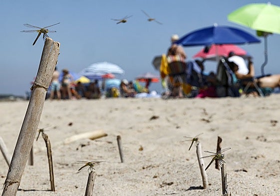 Unas libélulas en la playa de la Garrofera.