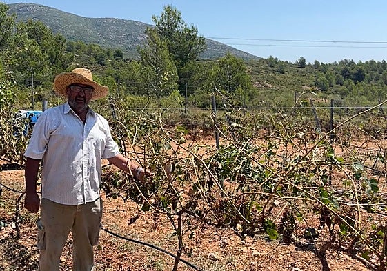 Agustín Pastor, en su campo de viñedo ubicado en Caudiel.