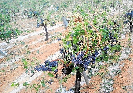 Agroseguro empieza a pagar indemnizaciones millonarias por las tormentas de granizo en el campo