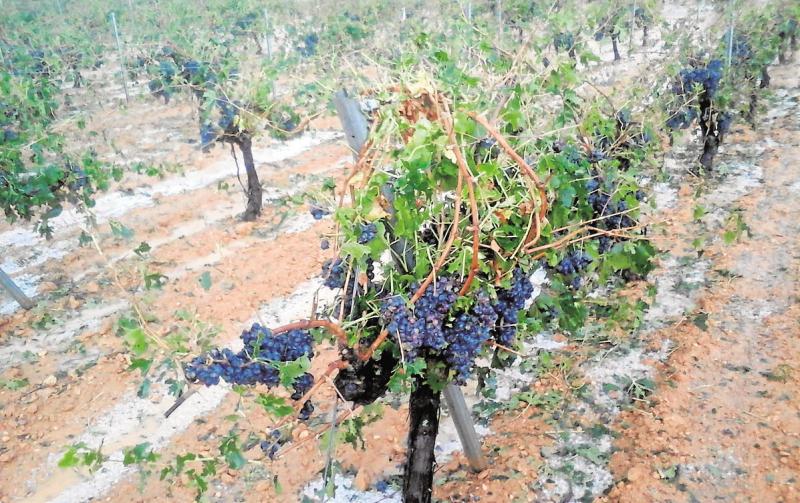 Agroseguro empieza a pagar indemnizaciones millonarias por las tormentas de granizo en el campo