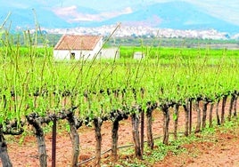 Viñedo afectado por el pedrisco en el interior de la Comunitat.