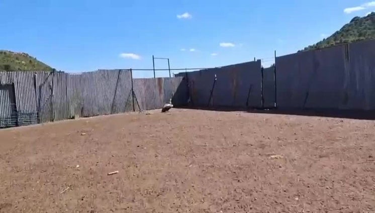 Buitres atacan al ganado en Aras de Olmos