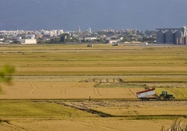 Campos de arroz de la Albufera en Sueca.