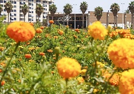 Los clavellones en flor, a una semana de la Batalla de las Flores.