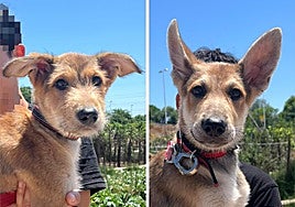 Poma y Manzana, que de mayor serán de tamaño mediano.