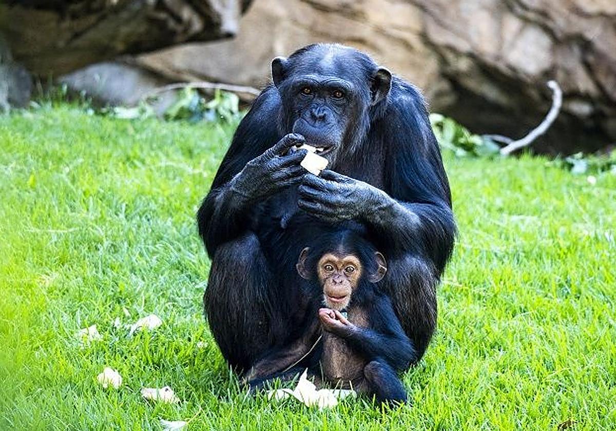 Gana dos entradas para disfrutar de un día en BIOPARC Valencia