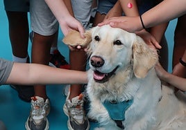 Uno de los perros participantes en el programa.
