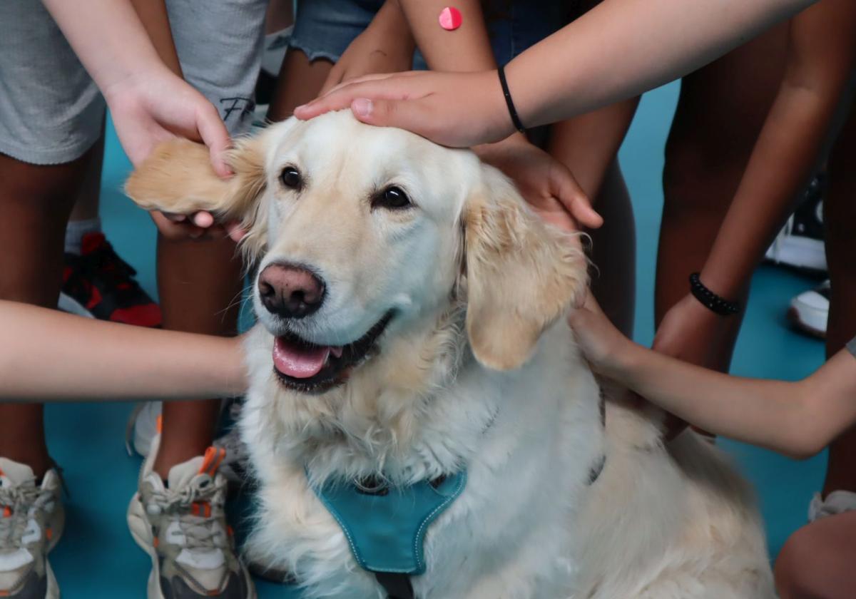Uno de los perros participantes en el programa.