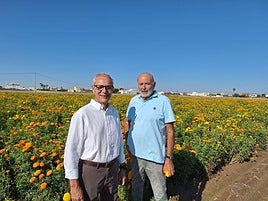Santiago Ballester, concejal de Fallas, en su visita a uno de los campos de clavelones.