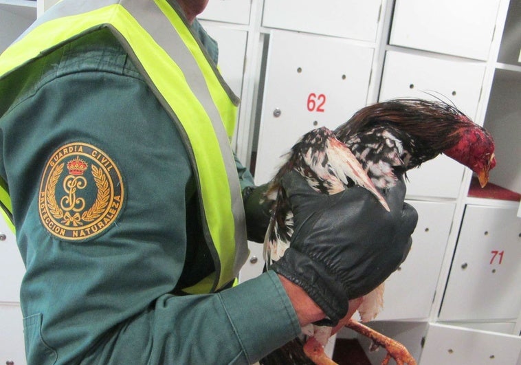 Catorce condenados de una red que organizaba peleas de gallos en Benicull