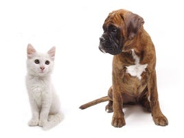 Un gato y un perro sentados uno al lado del otro