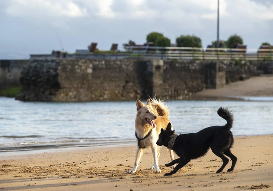 Dos perros juegan en una playa. Imagen de archivo.