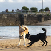 Una pareja de perros juega en una playa. Imagen de archivo.