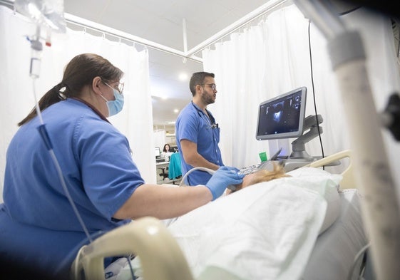 Dos médicos asisten a un paciente en el hospital.