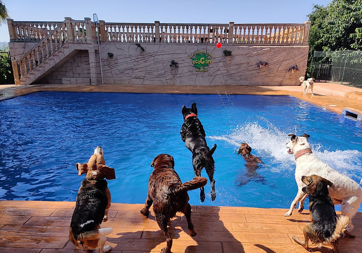 Canes bañándose en la piscina de Residencia EcoCan