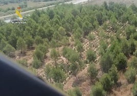 La plantación detectada.