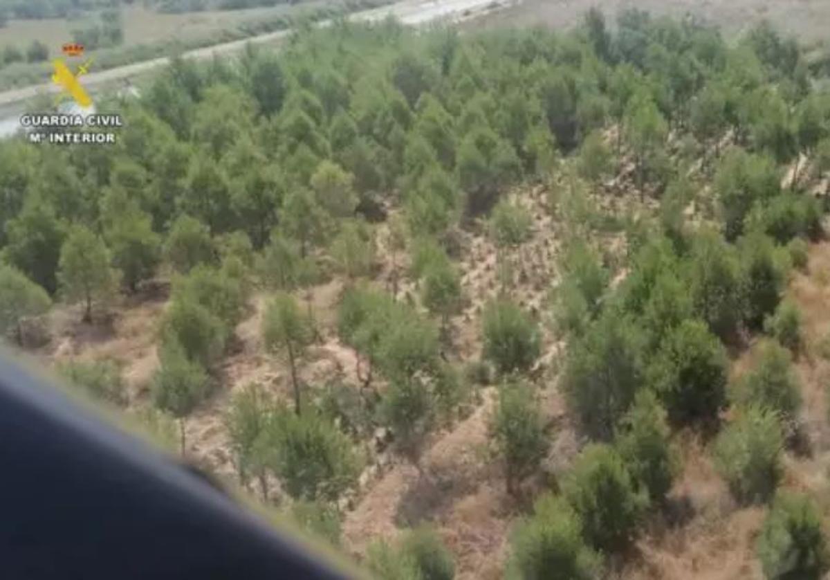 La plantación detectada.