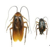 La cucaracha americana, oriental y germánica.