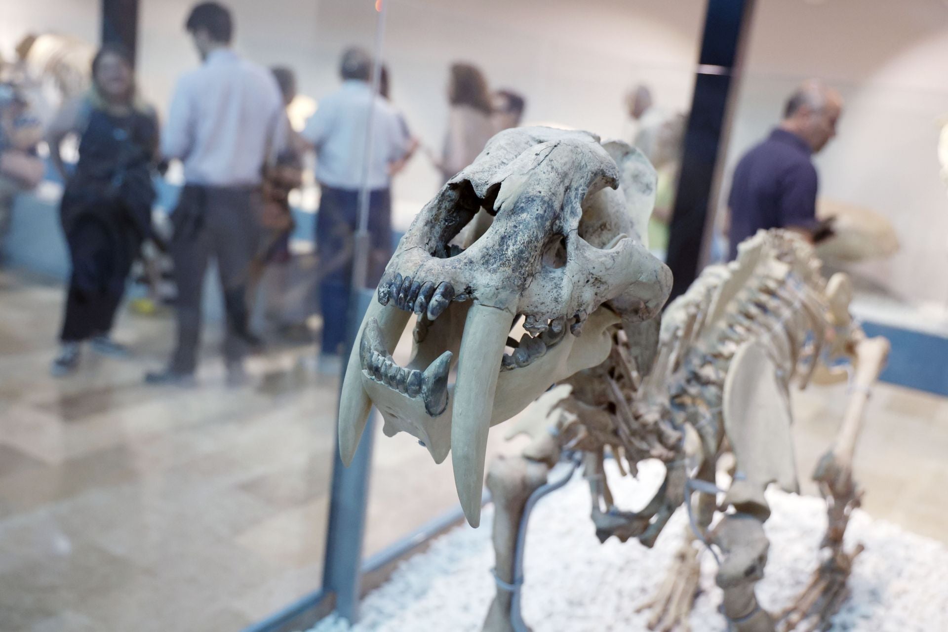 Así es el nuevo museo de Ciencias Naturales de Valencia