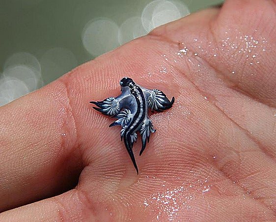 Ejemplar de dragón en Canet.