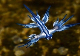 Un ejemplar de dragón azul.