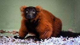 El lémur de collar rojo que ha llegado a Bioparc Valencia.