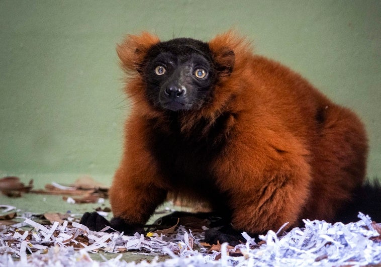 El lémur de collar rojo que ha llegado a Bioparc Valencia.