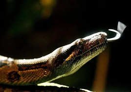 Imagen de archivo de una serpiente.