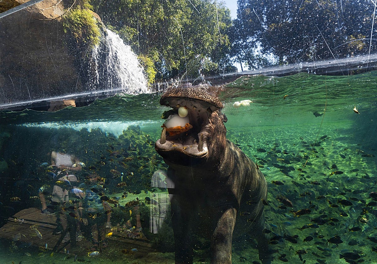 Imagen principal - Animales del Bioparc, con los refrescantes helados.