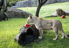 Helado con carne y sangre para los leones del Bioparc.