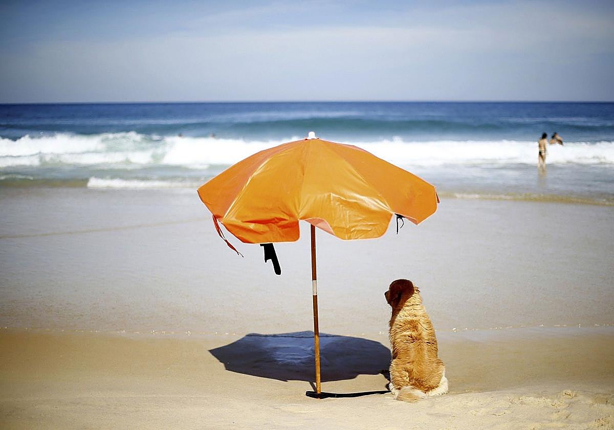 Perro bajo una sombrilla en la playa