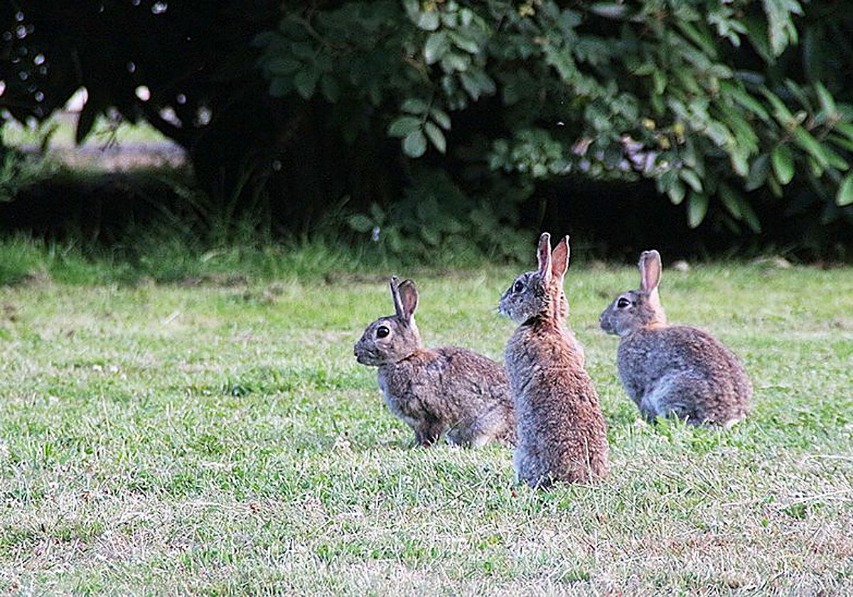 Imagen de archivo de conejos de monte.