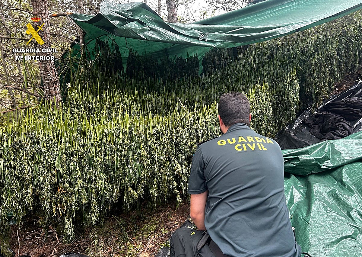 Imagen secundaria 1 - Desmantelada una plantación de marihuana en medio de un paraje de difícil acceso en Bicorp