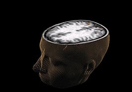 Representación de un cerebro humano.