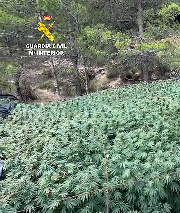 Imagen secundaria 2 - Desmantelada una plantación de marihuana en medio de un paraje de difícil acceso en Bicorp